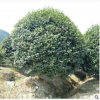直銷園林綠化工程 茶梅球色塊毛球