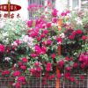 四季薔薇苗 3年苗 多花爬藤薔薇花苗花卉盆栽綠植玫瑰月季薔薇苗