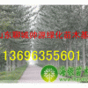 毛白楊基地國槐法桐白臘椿樹金葉榆13696355601金葉槐