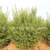紅梅樹苗批發(fā)園林精品盆栽工程綠化苗木紅梅花苗耐寒紅梅小苗