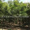 美國(guó)紅楓樹苗批發(fā)工程綠化苗木 庭院彩葉植物 精品盆栽中國(guó)紅楓苗