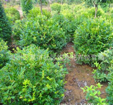 工程綠化苗木金葉女貞球 色塊綠籬植物金葉女貞樹(shù)苗規(guī)格齊全