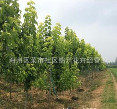 基地直銷(xiāo)復(fù)葉槭苗綠化苗木庭院種植色塊綠籬量大從優(yōu)復(fù)葉槭苗