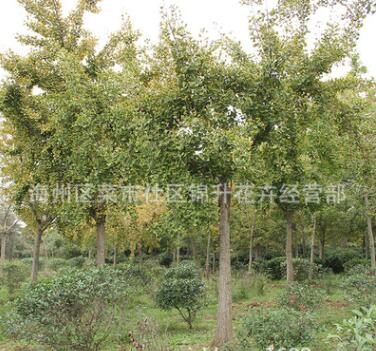 基地批發(fā)銀杏樹(shù)苗果樹(shù)苗木庭院種植量大從優(yōu)銀杏苗