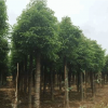 基地批發 精品截桿香樟 香樟苗木 多桿叢生發帽香樟 大香樟樹