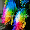 盆栽花卉種子七彩幸福菊花種子進口四季易播 彩虹菊種子 彩虹菊花
