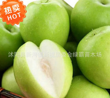 庭院果樹 嫁接棗子苗 蘋果棗樹苗 臺灣大青棗樹苗 棗樹苗批發