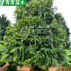 基地直供紅豆杉 庭院風景樹紅豆杉樹 市政園林綠化苗木名貴樹苗