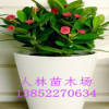 自家苗圃繁殖基地直供 室內(nèi)桌面盆栽花卉 虎刺梅 量大從優(yōu)