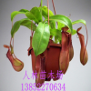 批發(fā) 食蟲植物 豬籠草 室內(nèi)盆栽花卉 吊蘭 家庭盆栽