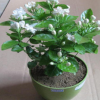 批發(fā)，盆栽茉莉花綠植 四季陸續(xù)開花 白色茉莉花苗 濃香植物