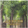 山東東方園林供應國槐