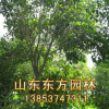 山東東方園林在熱銷欒樹