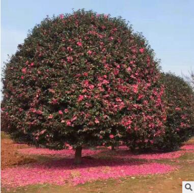 觀(guān)花植物 綠化茶梅大苗花卉苗圃基地直銷(xiāo) 園林綠化四季茶梅球