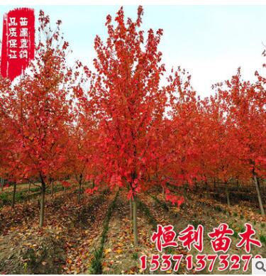 批發(fā)美國紅楓樹 美國改良紅楓 園林綠化樹木 現(xiàn)貨充足 規(guī)格齊全