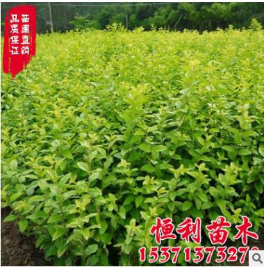金葉女貞 供應(yīng)優(yōu)質(zhì)女貞苗 女貞球 金葉女貞球綠化工程苗 規(guī)格全