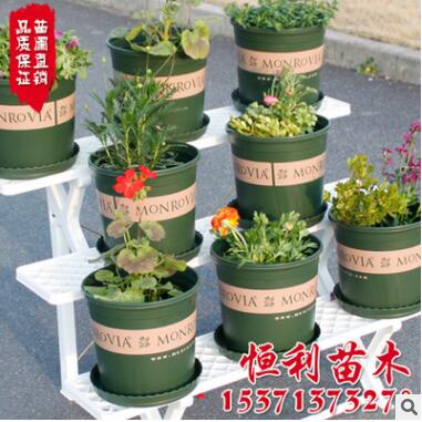 趣植園藝 環球印花1/2/3/5加侖盆 塑料花盆多肉花盆