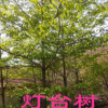 《大量供應(yīng)》燈臺樹 瑞木 女兒木 六角樹 園林綠化苗木樹