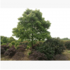 【供應】綠化苗木香樟樹 全冠香樟 骨架香樟 截桿香樟 價格