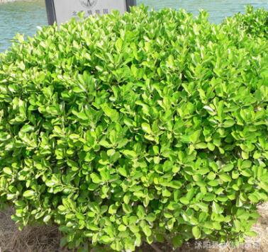 批發(fā)小葉黃楊球樹苗 四級(jí)常青色塊綠植園林綠化灌木 小葉黃楊球苗