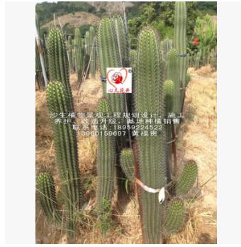 茶柱，經(jīng)典的造景品種，專(zhuān)業(yè)的沙生植物景觀工程規(guī)劃設(shè)計(jì)