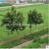 東珠苗木道路綠化花樹花草植物修整養護草坪草皮鋪設凈化空氣灌木