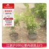 女貞工程苗木盆栽室內(nèi)綠化植物