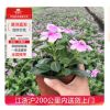 長春花工程苗木盆栽室內(nèi)綠化植物