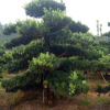 供應(yīng)造型羅漢松地徑15公分彎桿造型3年羅漢松庭院別墅景觀羅漢松