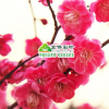骨里紅梅花 高檔盆栽紅梅花 梅花苗紅梅苗 梅花小苗 骨紅梅花樹苗