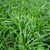 綠化小苗 麥冬草 護(hù)坡綠化 麥冬草小苗 規(guī)格齊全工程綠化草坪