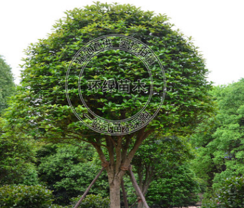 湖南桂花 精品桂花基地直銷 量大從優(yōu) 喬木類綠化行道樹