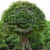 湖南桂花 精品桂花基地直銷 量大從優(yōu) 喬木類綠化行道樹