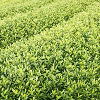 批發供應色塊小苗 精品小葉梔子色塊工程苗木庭院綠化 基地直銷