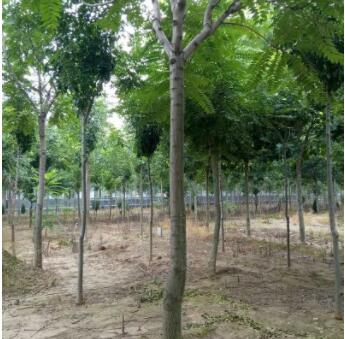 基地直銷椿樹 適生于深厚肥沃濕潤的砂質(zhì)土壤椿樹樹苗