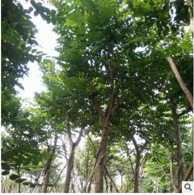 現(xiàn)貨直銷火焰木園林綠化苗木 綠化行道林苗木樹種