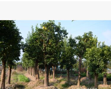 香泡 綠化工程 規(guī)格齊全 移栽多年香泡樹