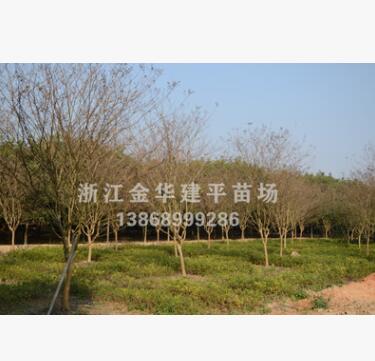 優(yōu)質(zhì)供應(yīng)紫薇 工程園林樹(shù) 多種規(guī)格 基地直銷