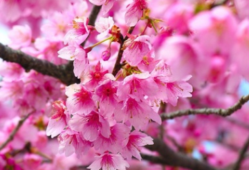 供應(yīng)出售梅花 櫻花 天竺桂 紅楓 紅葉李