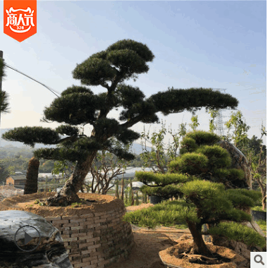 供應日本羅漢松樹 精品20至60公分 批發羅漢松 求購造型羅漢松