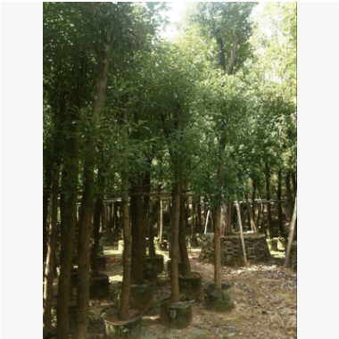 大量供應8-20公分香樟 香樟價格 香樟最新報價