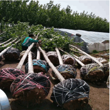 出售 10公分 法桐樹 懸鈴木 行道樹 速生 法桐樹 規格齊全