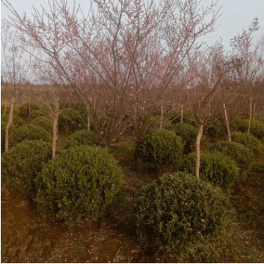 基地農戶直銷 紅梅 綠梅 園林綠化工程 市政園林