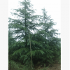 基地直銷雪松小苗 雪松袋苗 專業籽播雪松苗 成活率高 造型獨特
