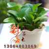特價批發盆栽 豆瓣綠 凈化空氣 吸甲醛 可水培土培 青葉碧玉