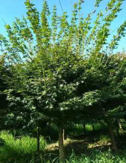 廠家供應(yīng)精品雞爪槭苗木 工程綠化喬木 苗木基地彩葉樹工程苗