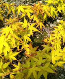 廠家供應(yīng)黃金楓樹苗 園林綠化苗木 庭院種植 彩色楓樹