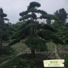 種植批發(fā) 綠化喬木 羅漢松 溫江三義園藝場