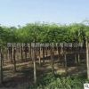 龍爪槐樹苗基地批發(fā) 庭院觀賞植物 園林綠化苗木 垂槐 垂枝槐