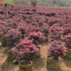 基地苗木批發 紅花繼木球 紅繼木精品球 60cm冠幅紅繼木